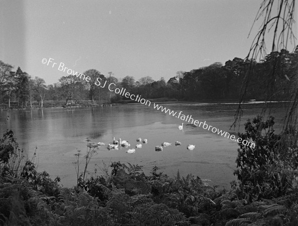 DUCKS ON LAKE